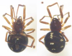 Crustulina scabripes