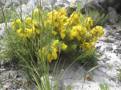 Cyclopia genistoides