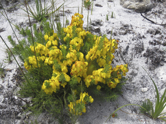 Cyclopia genistoides