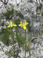 Moraea neglecta