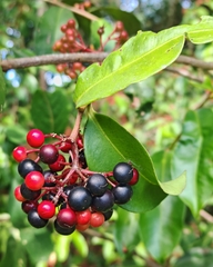 Ardisia compressa, photograph author not stated, no rights reserved