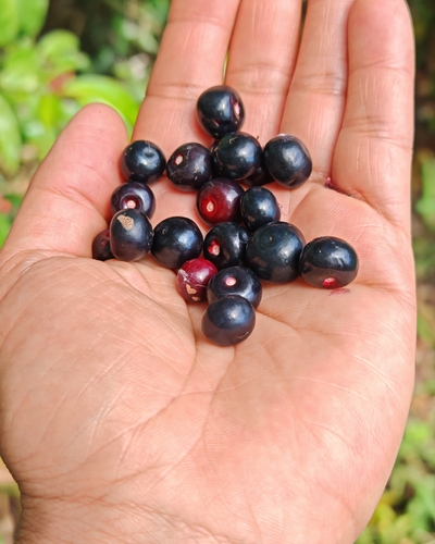 Ardisia compressa, photograph 3