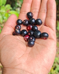 Ardisia compressa, photograph author not stated, no rights reserved