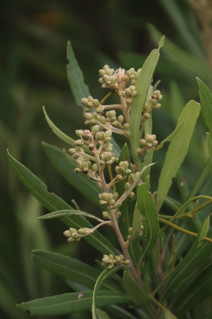 Tarchonantheae