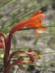 Watsonia coccinea
