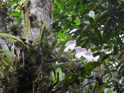 Miltoniopsis vexillaria, photograph 5