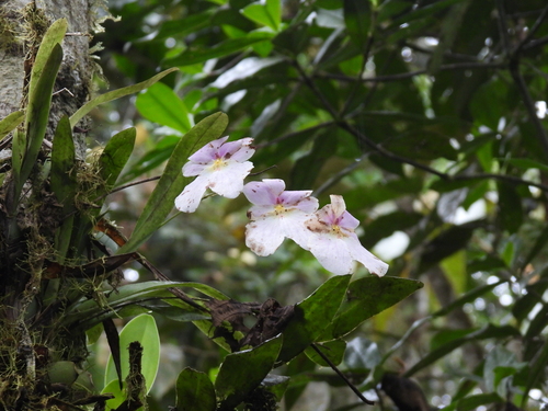 Miltoniopsis vexillaria, photograph 6