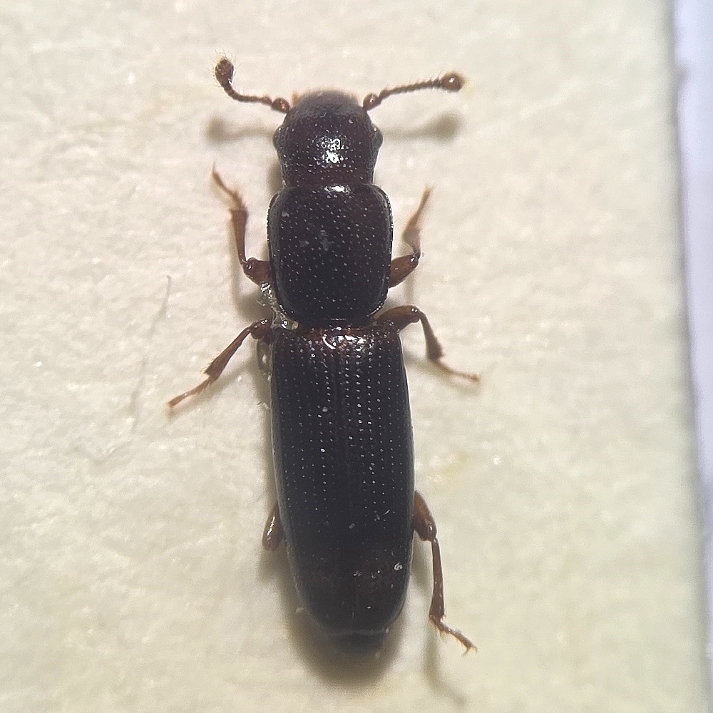 Rhizophagus bipustulatus