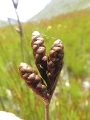 Nevillea obtusissima