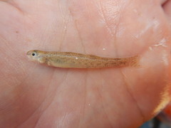 Etheostoma chlorosoma