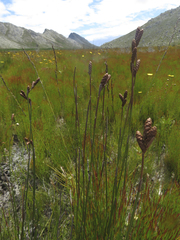 Nevillea obtusissima
