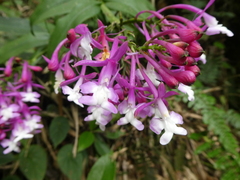 Epidendrum porphyreum