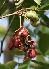 Pithecellobium lanceolatum