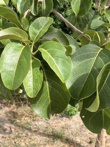 Water Mampoo (Pisonia subcordata)