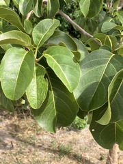 Pisonia subcordata, photograph author not stated, no rights reserved