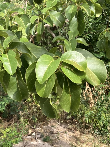 Pisonia subcordata, photograph 4