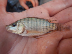 Blue Tilapia photo 5