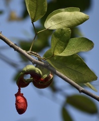 Pithecellobium lanceolatum