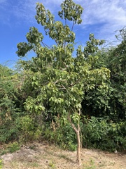 Pisonia subcordata, photograph author not stated, no rights reserved