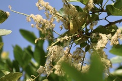 Pithecellobium lanceolatum