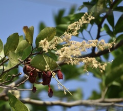 Pithecellobium lanceolatum