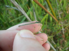 Ischnura aurora aurora
