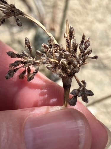 Hurricanegrass (Fimbristylis cymosa)