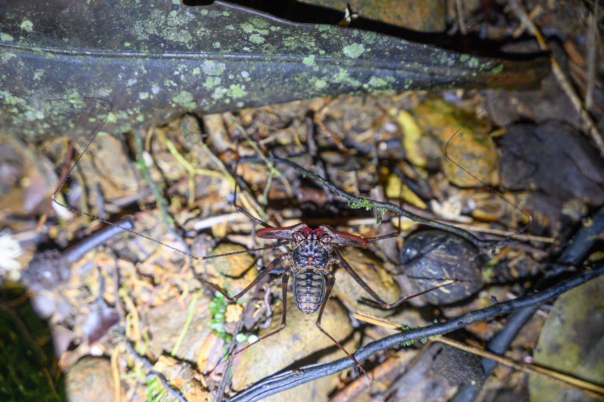 Heterophrynus batesii (Butler, 1873)