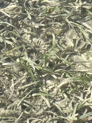 Turtle Grass (Thalassia testudinum)
