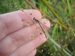 Ischnura aurora aurora