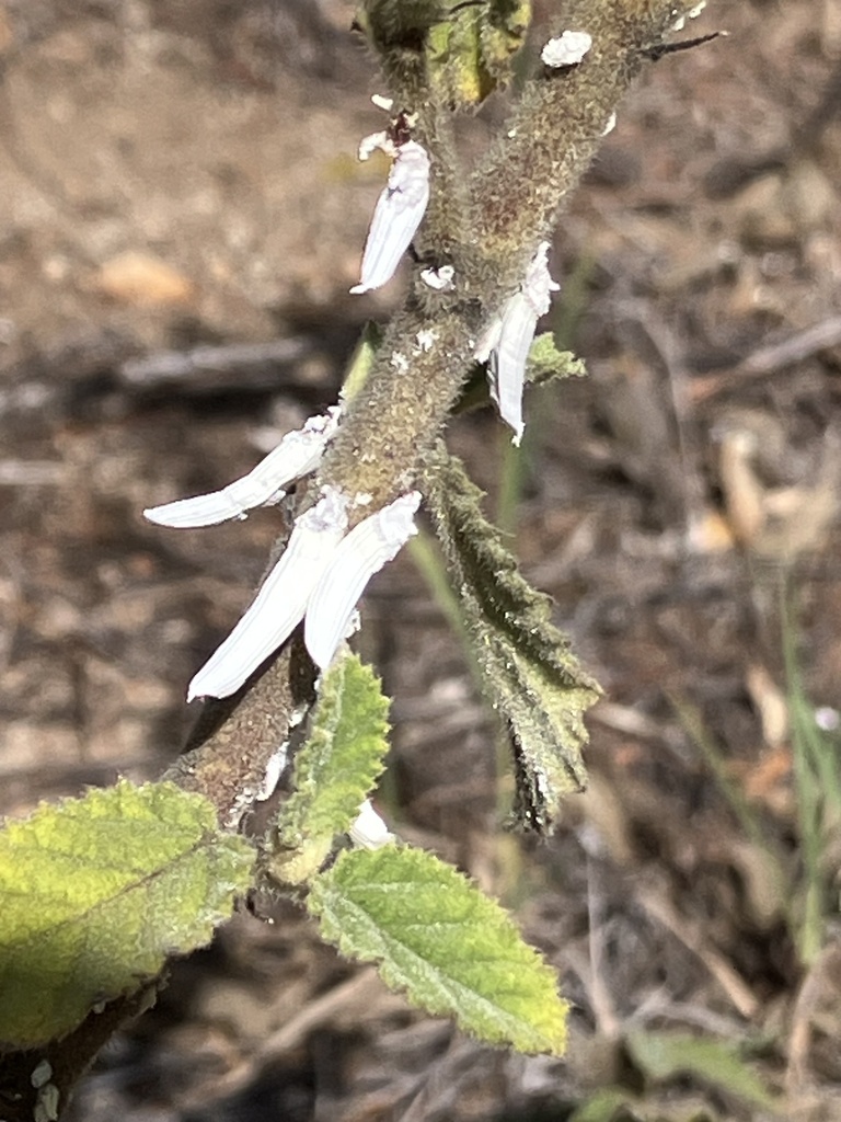 Icerya genistae