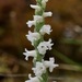 Appalachian Ladies’ Tresses - Photo (c) arethusa, some rights reserved (CC BY-NC), uploaded by arethusa
