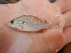 Lepomis humilis