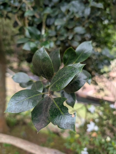 Small-leaved holly (Ilex canariensis)