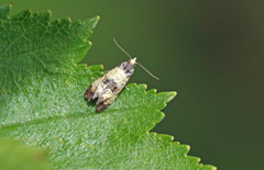 Neocochylis dubitana