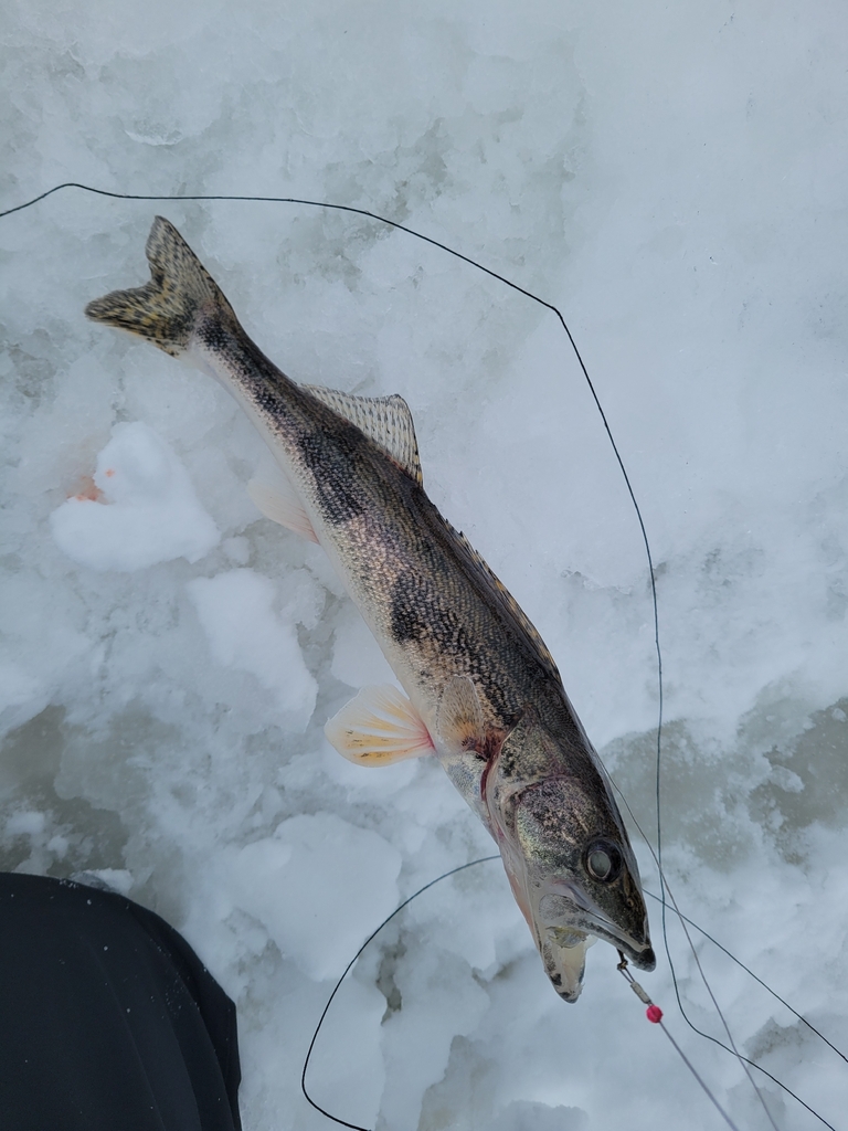 Pike perch (Sander canadensis) — Percidae