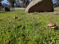 Volvopluteus gloiocephalus