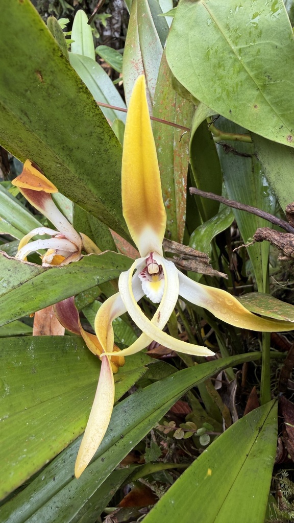 Maxillaria luteograndiflora