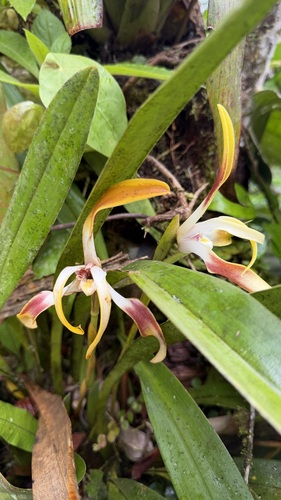 Maxillaria luteograndiflora, photograph 3