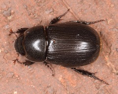 Dyscinetus morator