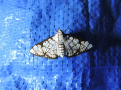 Aphytoceros lucusalis