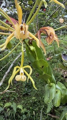 Epidendrum lacustre, photograph (c) Josh Noseworthy, some rights reserved (CC BY)
