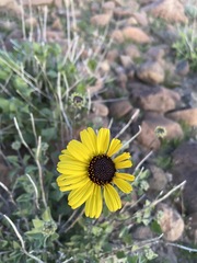 Encelia asperifolia