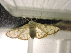 Aphytoceros lucusalis