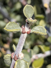 Ceanothus pauciflorus
