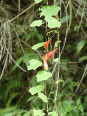Tropaeolum adpressum
