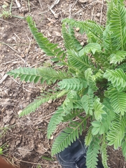 Astragalus macrocarpus
