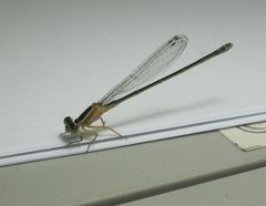 Ischnura senegalensis