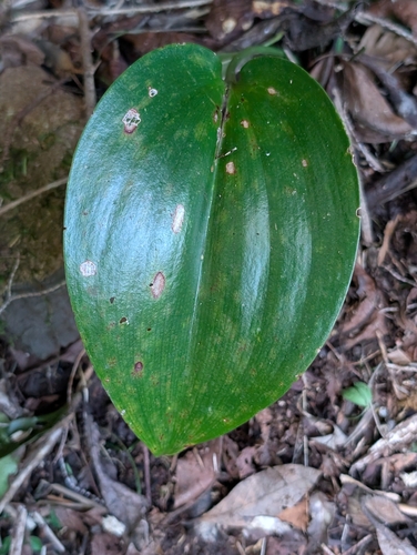 Ruscus streptophyllus, photograph 3