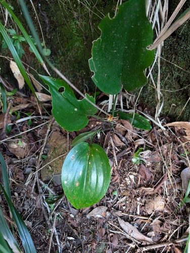 Ruscus streptophyllus, photograph 4